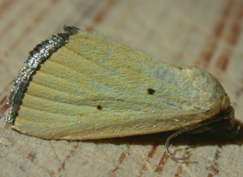 Black-bordered Lemon